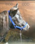 Shetland Mare
