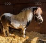 Shetland Mare
