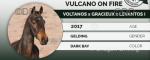 Vulcano on Fire 16.2hh Riding Gelding