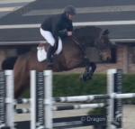 Vulcano on Fire 16.2hh Riding Gelding