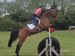 Vulcano on Fire 16.2hh Riding Gelding