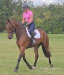 Vulcano on Fire 16.2hh Riding Gelding