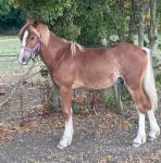 Welsh Section C Yearling Colt