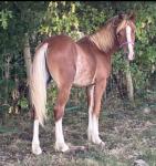 Welsh Section C Yearling Colt