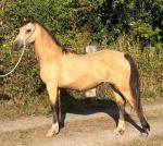 Welsh Section D Yearling Filly 