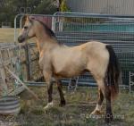 Welsh Section D Yearling Filly 