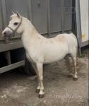 11.2hh Ride and Drive Mare