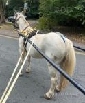 11.2hh Ride and Drive Mare