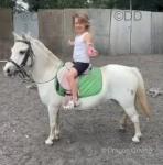 11.2hh Ride and Drive Mare