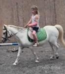 11.2hh Ride and Drive Mare