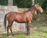 Filly