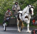 Magnum, Ride and Drive Gelding 