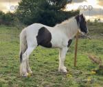 Magnum, Ride and Drive Gelding 