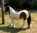 12hh Mare Possibly in Foal