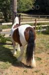 12hh Mare Possibly in Foal