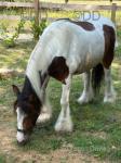 12hh Mare Possibly in Foal