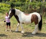 12hh Mare Possibly in Foal