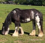 Blue blagdon mare 15 years old. Beautiful temperament has had a few foals with myself over the years. Excellent, sensible quite ride and drive. Obviously will need bringing back in to work but will be no problem at all. 
