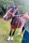 Genuine quiet little mare Hackney cross cob. Ride and drive. Five years old.
