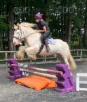 14.2hh traditional Irish gypsy cob gelding, 6 years old. Pale chestnut blagdon, he basically looks pink! Bought direct from Ireland, passing a full 5 stage vetting. Full history known since birth. 