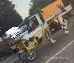 14.2hh ride and drive, 5 year old haft bred stallion. With cart and harness. Looking for a new home, no fault of his own. 