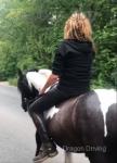 Well marked ride and drive heavy cob mare 13hh on the stick. 10 years old. Totally bombproof. Great to hack out not strong or silly. Forward in driving will drive out all day and stand and tie. 
