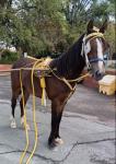 Lenny 3 year old genuine haf bred gelding. Ride and drive, very chancy pony, not a bad bone in him. Will only get better. 