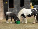 13hh 6 year old mare with 9 week old colt foal at foot. Mare is broken to ride and drive. I've not tried as she has little man at foot and came in such poor condition. Foal speaks for himself just look at him! 