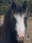 14.2hh heavy cob, 12 year old mare ride and drive. Has passport. 