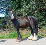Gunniss, a beautiful 4 year old 12.2hh gelding ride and drive. Gunniss is a lovely lad who always loves to do his best. Rides and drives. 