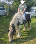 This is Bella, she is a 4 year old mare 13.3hh ride and drive. Bella is registered as a traditional gypsy cob, she is passported and microchipped. She has done more of riding then driving safe in traffic. 
