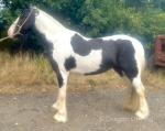 Yearling Filly