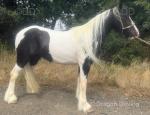 Yearling Filly