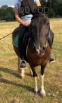 Lucky 13hh 4 year old ride and drive mare. Passported and microchipped. Has been driven at Appleby this year (not by us). We have ridden Lucky most places with no problems at all. 
