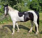 Hackney x cob, mare, 8 years old, ride and drive. 100% on the road. Good to catch, box, and shoe. 