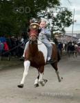 8 year old trotting horse with passport. Rides, drives can do anything with this horse. That's an eight year old boy doing 33mph on her. 