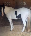 Black and white 6 year old genuine half bred mare 14.3hh, passported. Good to do in always, goes in 2 and 4 wheelers, drive her with one hand, pulls you at 20 mph all day long. 