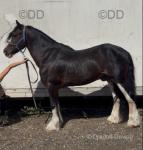 Real smart bay cob gelding 13 year old stand at 13.3hh. Very quiet cob, great with farrier, good to load. He is very good cob to drive, been on loads of drives in two or four wheel carts. 