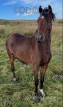 11.2hh Hackney Mare in Foal