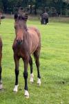 11.2hh Hackney Mare in Foal