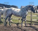 Wearview Hiawatha, 15hh Stallion