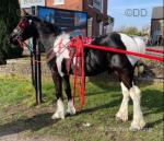 2 year old half bred colt, ride and drive. 15hh, he will make 15.2hh. 