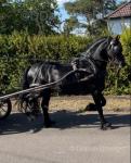 Papered Friesian stallion, 9 years old. 