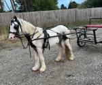 Here is my three year old Goudin cob. A very good cob, stands just under 13 hands. 