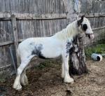 Here is my three year old Goudin cob. A very good cob, stands just under 13 hands. 