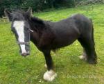 2 Year Old Filly