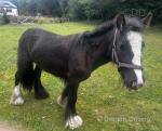 2 Year Old Filly