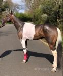 Vinny, a red and white pacing colt, 4 years old. Bombproof in every way, no fancy  equipment. He has just been shod. A very fast colt, 32-33mph no problem to him at all. 