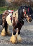 Coming 6 year old stallion, about 12.2hh /12.3hh. Ride and drive, but hasn't done anything in about a year. He has thrown some good foals. He is easy to catch and shoe, will stand all day to be brushed. 