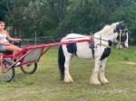 13.2hh cob mare, 6 years old. Quiet as a baby, been in the field for 2 years and had a couple of half bred foals, coloured fillies.
